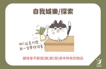 貓咪喜歡的東西|【貓咪行為解析】貓咪愛推倒東西？3個原因及解法讓。